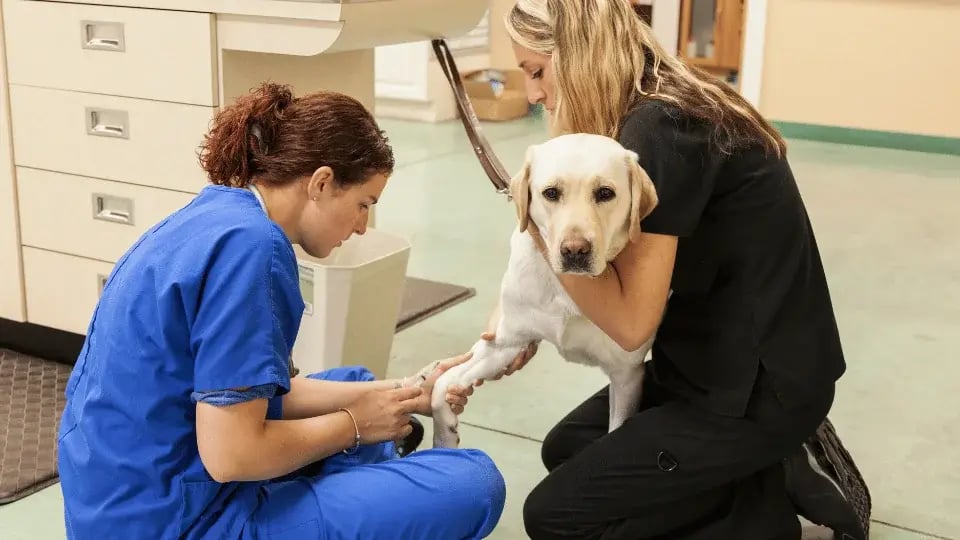 tecnico-de-veterinaria